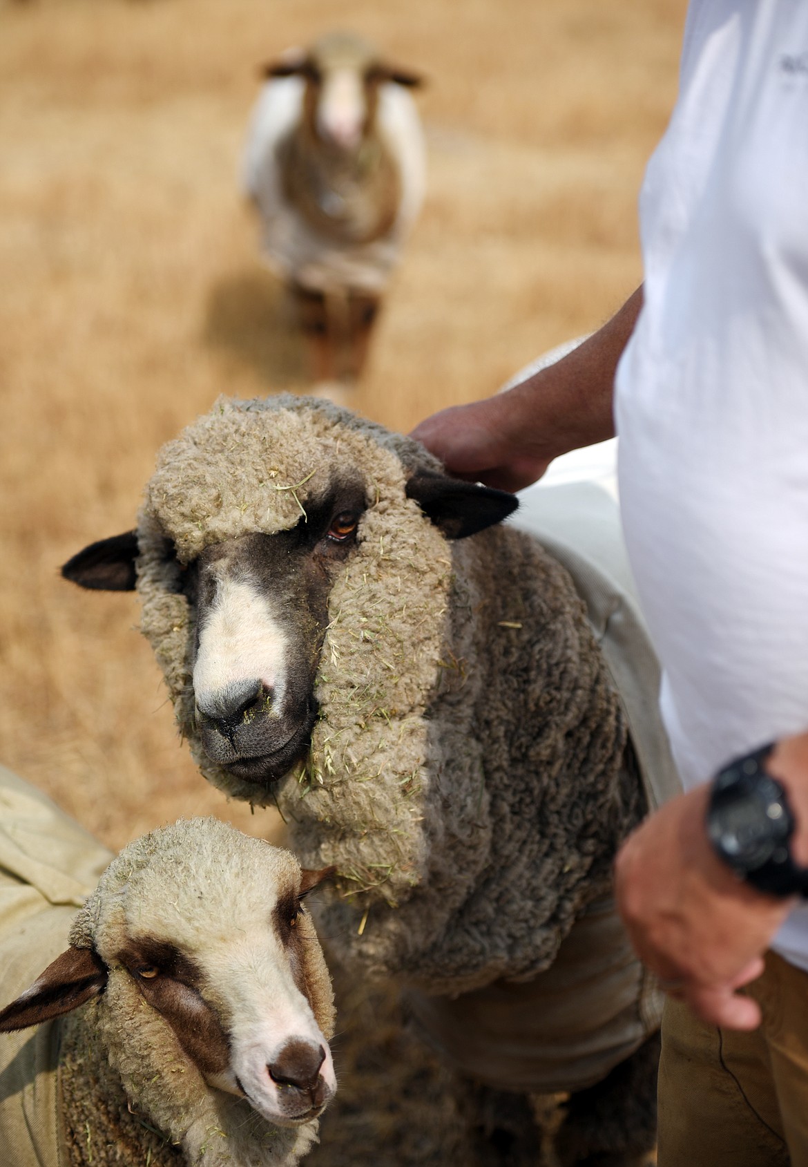 The merino sheep at Steitzehof Merino Sheep are stand-offish with visitors but will come right up to John Steitz.