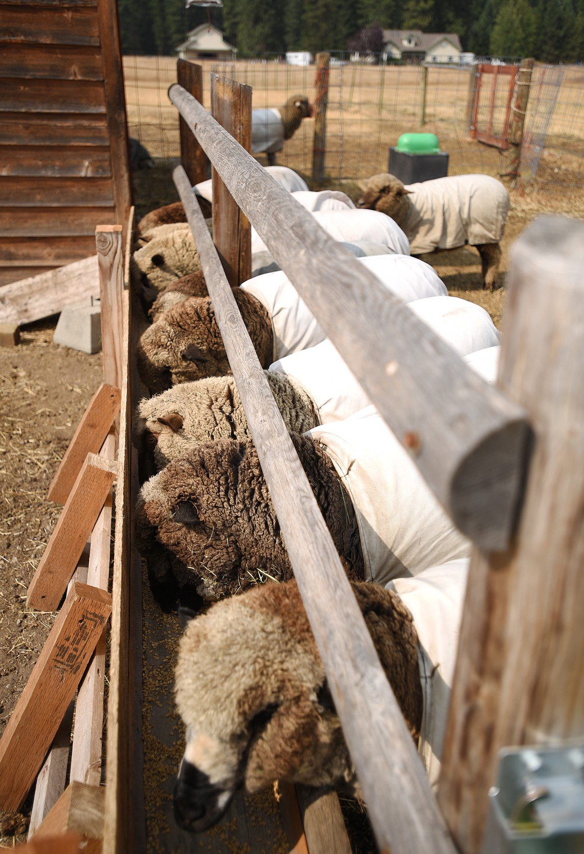 The sheep at feeding time at Steitzehof Merino Sheep south of Whitefish.