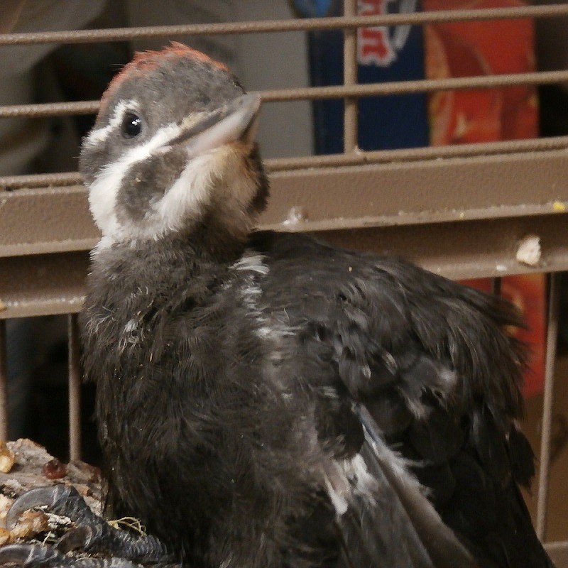 (Courtesy photo)
A pileated woodpecker female juvenile at American heritage wildlife foundation, where she spent about two months in recovery after some sort of trauma.