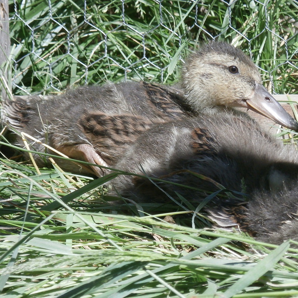 (Courtesy photo)
Waterfowl chicks are often brought in for care at American Heritage Wildlife Foundation. These little ducks and geese are usually out for their first adventures with mom when they get separated from the group. Many rescuers do the right thing and search to find the family unit. Other rescuers do the other right thing and deliver them to AHWF for care. Some think they can raise the wild animal alongside the dogs, cats, children and then just release the animal back into the wild where it wil become wild again. Long-term survival is rarely accomplished this way. Call 208-266-1488 to find out the right thing to do when you find any type of injured or orphaned native wild animal.