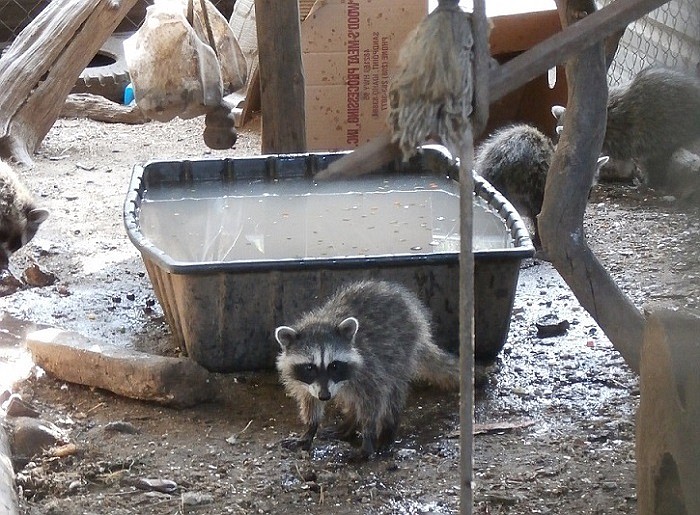 (Courtesy photo)
Young raccoons were orphaned two months ago and delivered to American Heritage Wildlife Foundation. They will remain for several more weeks. Their diet consists of fruits, vegetables, fish, eggs and more.