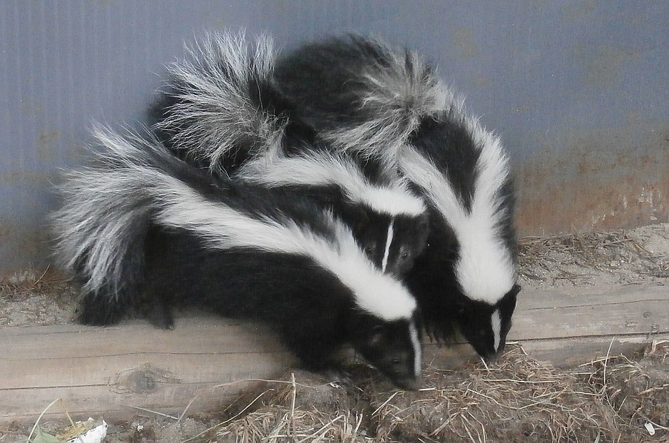 (Courtesy photo)
The native striped skunk is often misunderstood and not appreciated as a valuable asset to a healthy ecosystem. These amazing creatures will travel, like gypsies wandering in search of insects to consume. They will dig up the underground wasp nests. They have poor eyesight and are a perfect size for all predators to consider them a snack, which explains why their defense mechanism is so powerful. They are reluctant to spray however because it takes time to &quot;recharge.&quot; Please do not aim for these animals on the highway. All five orphans were taken in for care at American Heritage Wildlife Foundation were because their mothers were run over on the roadways.