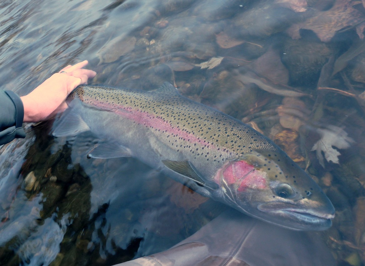 Photo courtesy of IDAHO DEPARTMENT OF FISH AND GAME
Steelhead have started to show up at Columbia River&#146;s Bonneville dam on their way to Idaho waters making biologists wonder if the decision made earlier this month to close the season to harvest was premature.