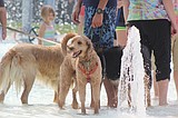 Dog day afternoon: Four-legged swimmers take over Splash Zone in Ephrata