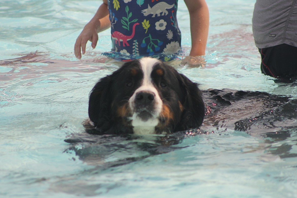 Richard Byrd/Columbia Basin Herald
A St. Bernard perfects his doggy paddle swim in the pool at Splash Zone in Ephrata.