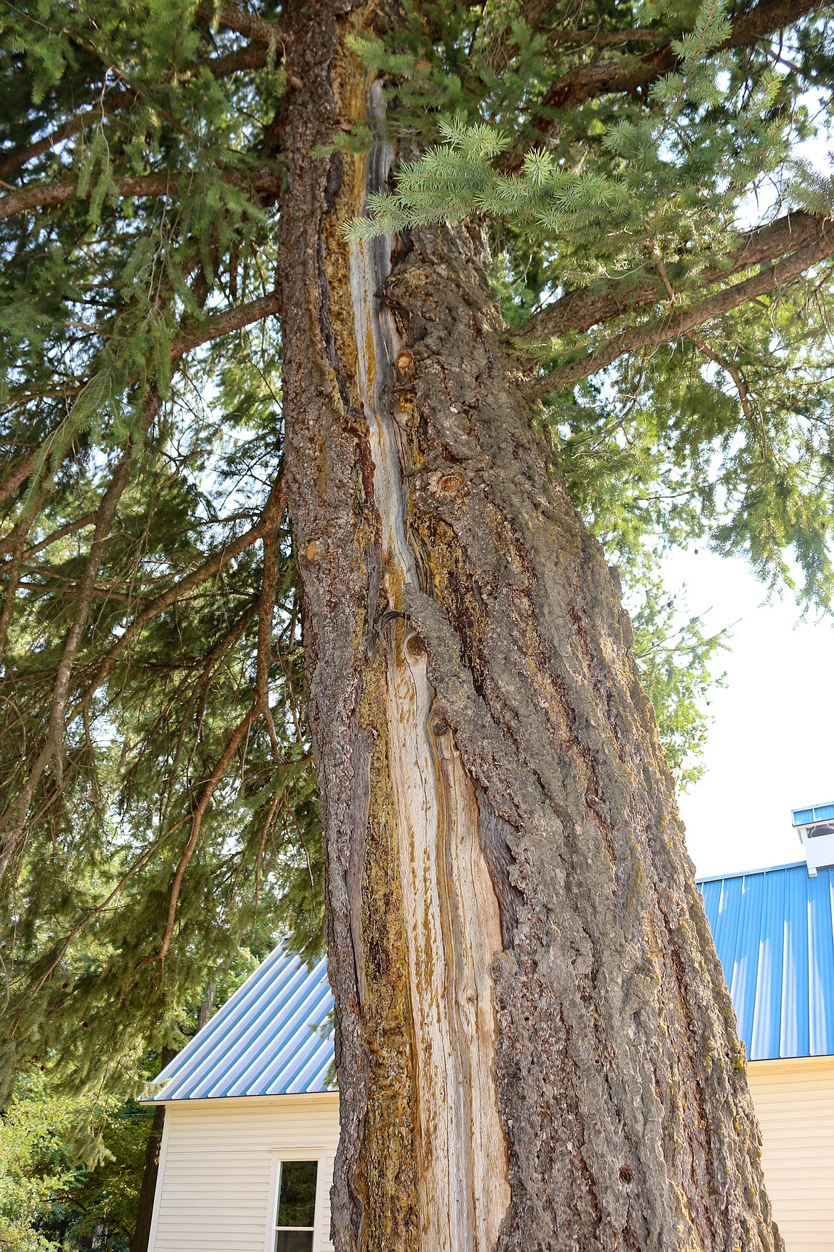 Photo by Mandi Bateman
The ancient tree that stands outside of The Little White church, bears the scar of a lightning strike many years ago, that Larry hall witnessed.