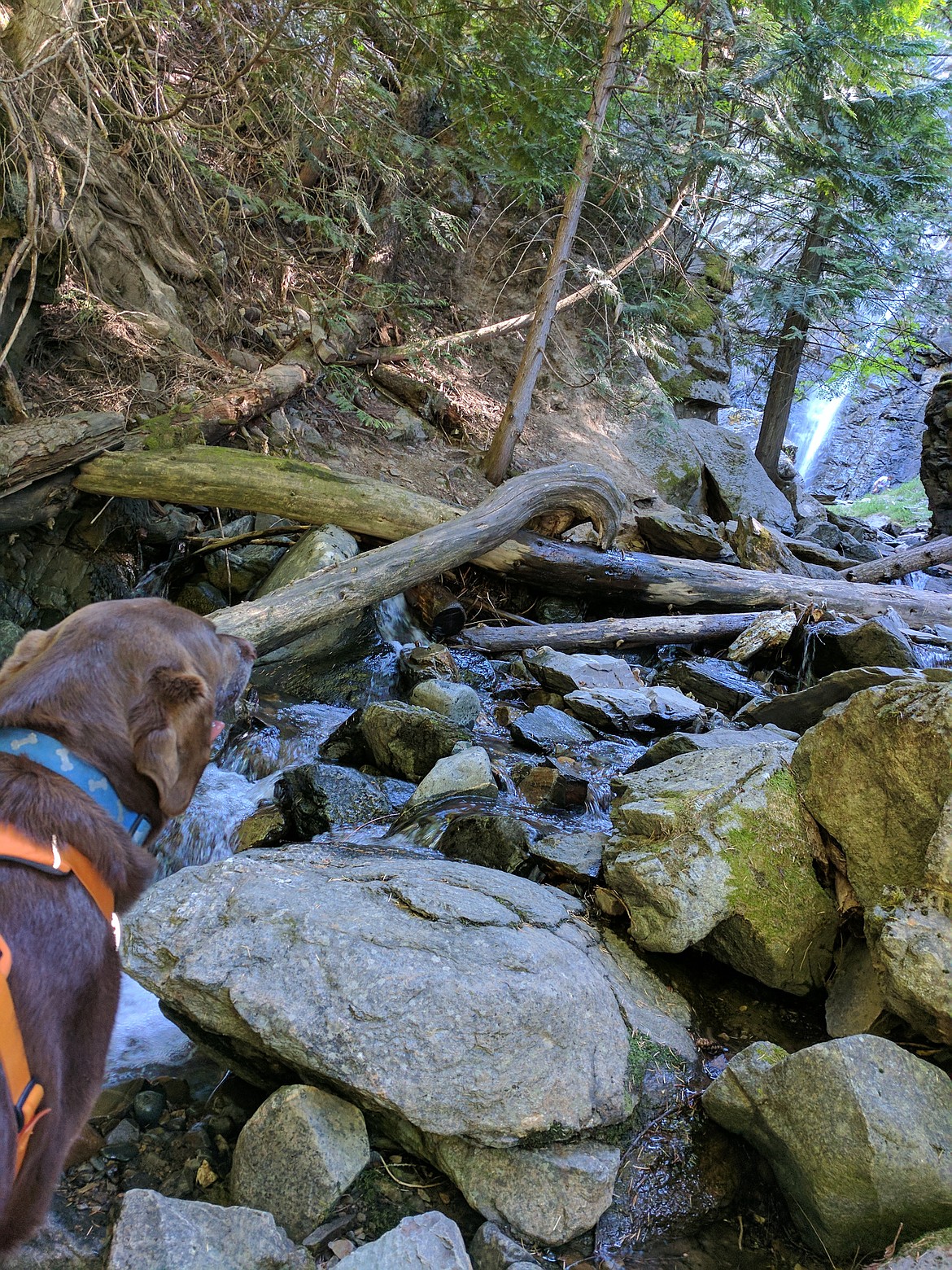 Photo by Sarah Lee
Second Place Winner of the Summer Fun in Boundary County Photo Contest: Sarah Lee hiking with her dog, Junior, by her property in Eastport, Idaho.