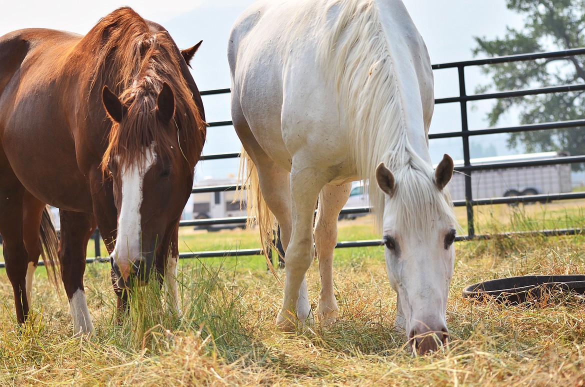 Two of the Powder River Rodeo horses that made the cowboys work for their money over the Friday and Sturday night performances. Here they are having a pick on Wednesday morning in their pen. (Erin Jusseaume/ Clark Fork Valley Press)