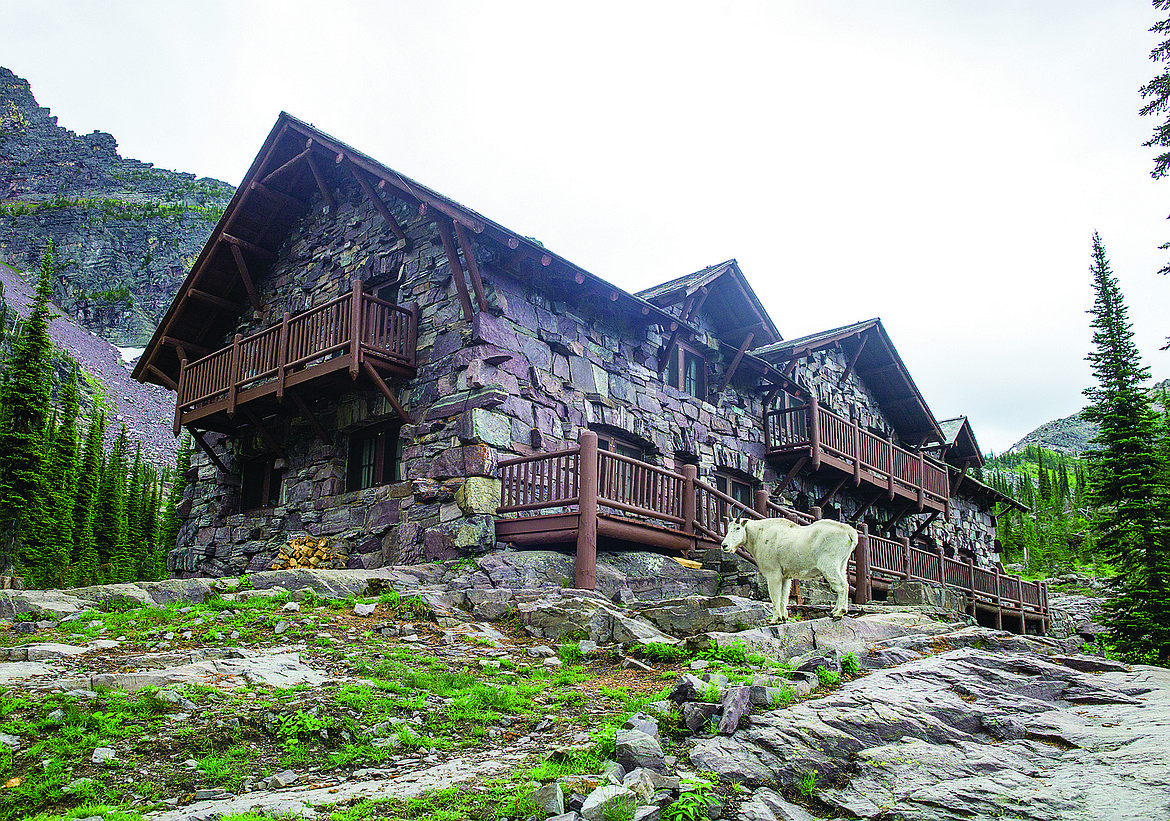 A big billy mountain goat guards the Sperry Chalet in 2014. (Chris Peterson photos/Hungry Horse News)