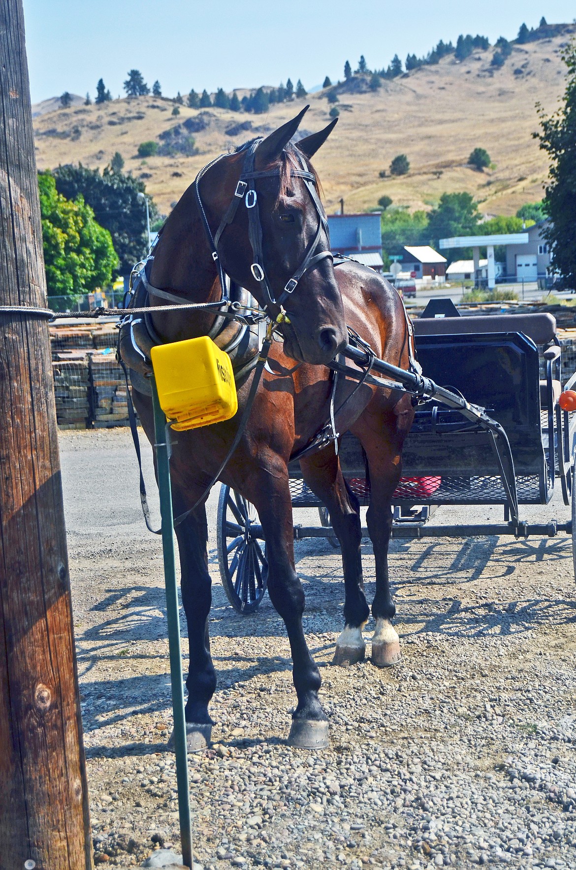 Buddy the buggy horse posing for a photo as he waits for his driver. (Erin Jusseaume/ Clark Fork Valley Press)