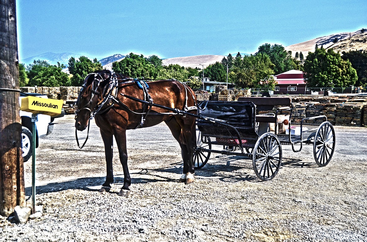 Buddy the buggy horse waiting for his driver ou the front of the Valley Press in Plains (Erin Jusseaume/ Clark Fork Valley Press)