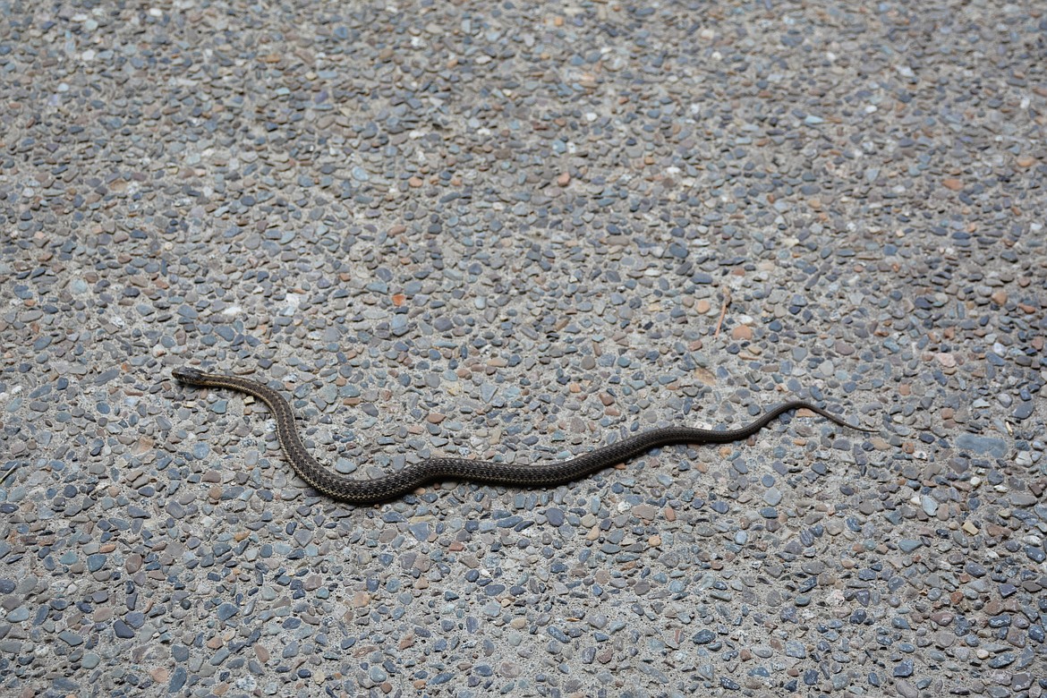 The wide-range of habitats that garter snakes occupy make it easy to understand why they are the most common snake in Idaho.