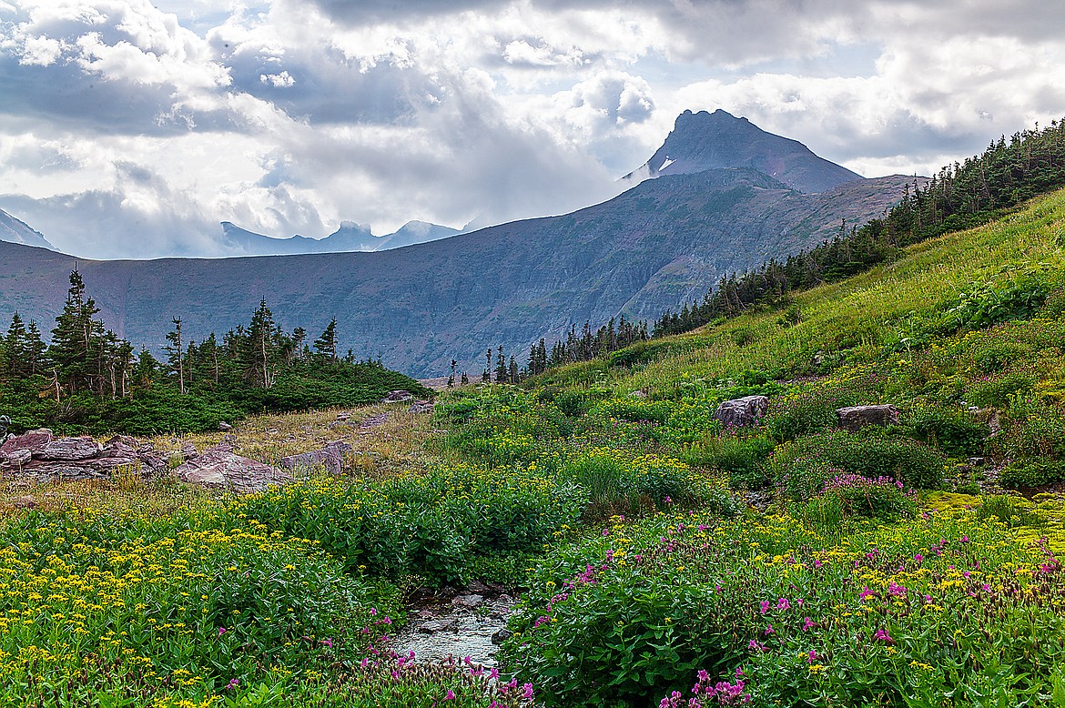 A high mountain spring still blooms with flowers in Glacier National Park.