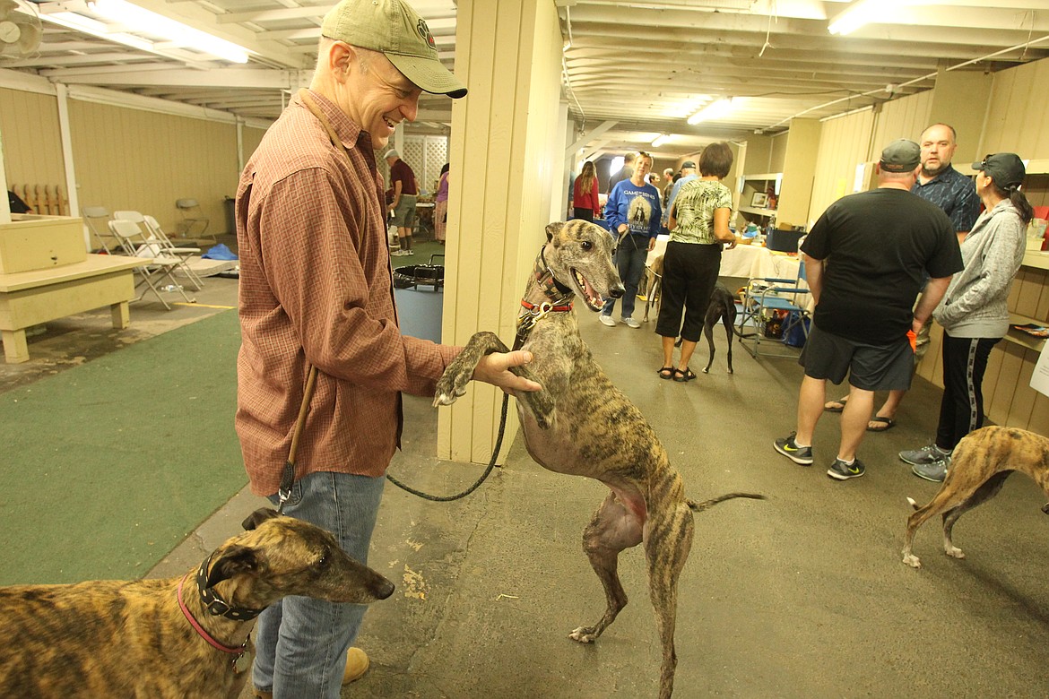 Photos by DEVIN HEILMAN/Press
Trip, a 3-year-old, three-legged brindle greyhound, smiles as he stands with his human, Dave Geisert of Renton, Wash., during the 13th annual Greyhound Picnic at the Kootenai County Fairgrounds on Saturday. Trip came to a greyhound rescue with a withered leg, which was amputated on his first birthday. Geisert said missing one leg definitely does not slow this canine down.