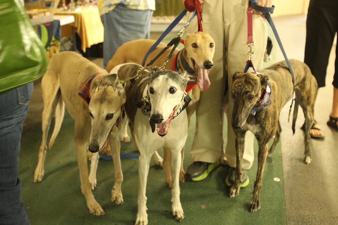 Around 70 greyhounds and their people attended the 13th annual Greyhound Picnic at the fairgrounds Saturday. The event serves as a fundraiser and social time for the Greyhound Pets of America Greater Northwest Chapter. Art Johnson of Bayview brought five of his six greyhounds to the picnic, pictured here. From left: Perry, Crosley, Watson and Nellie.