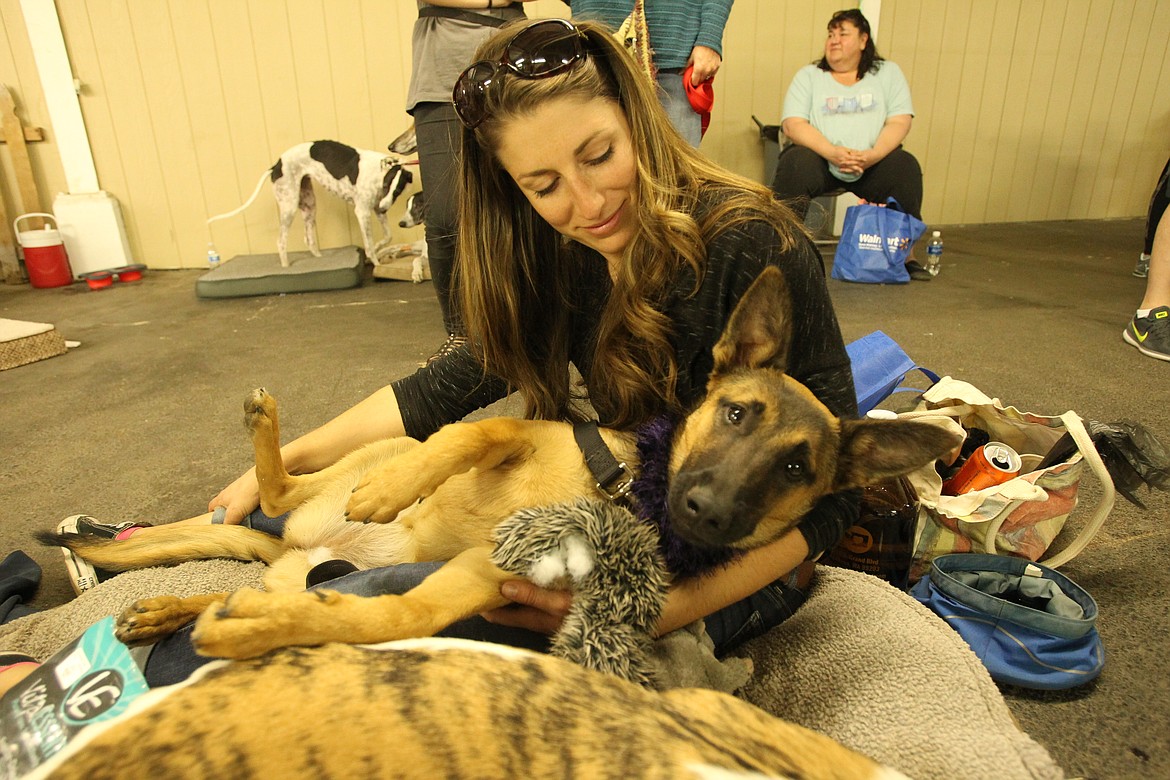 DEVIN HEILMAN/Press
This funny-looking greyhound is actually 5-month-old Belgian Malinois, Tonks, who enjoyed the Greyhound Picnic with her human, Carolyn Herrity, and her greyhound big brother, Eddie. Eddie was not amused by Tonks' antics and decided to take a nap at this time.