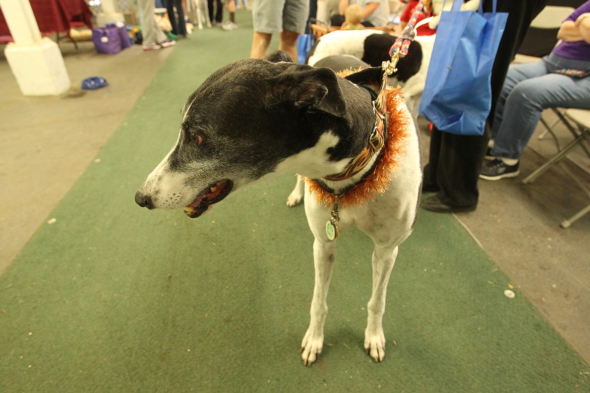 DEVIN HEILMAN/Press
Prince, 8, shows off his good side Saturday afternoon during the Greyhound Pets of America Greater Northwest Chapter's 13th annual Greyhound Picnic at the Kootenai County Fairgrounds. Prince now lives an easy life of retirement after a full career of nearly 200 races.