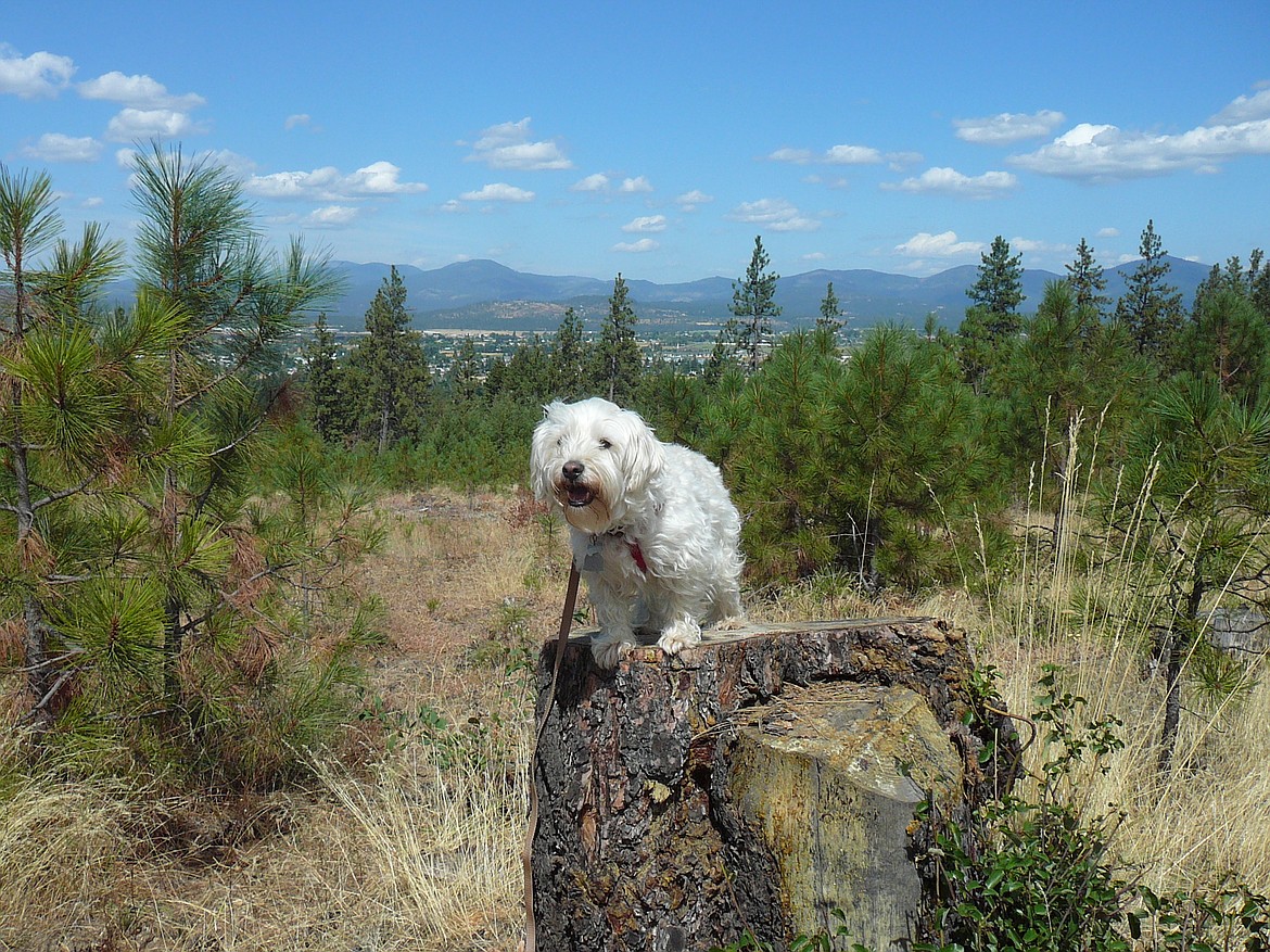 JERRY HITCHCOCK/Press
Journey takes a breather on the way back up the hill to the trailhead, with a view of Coeur d&#146;Alene and Hayden in the background.