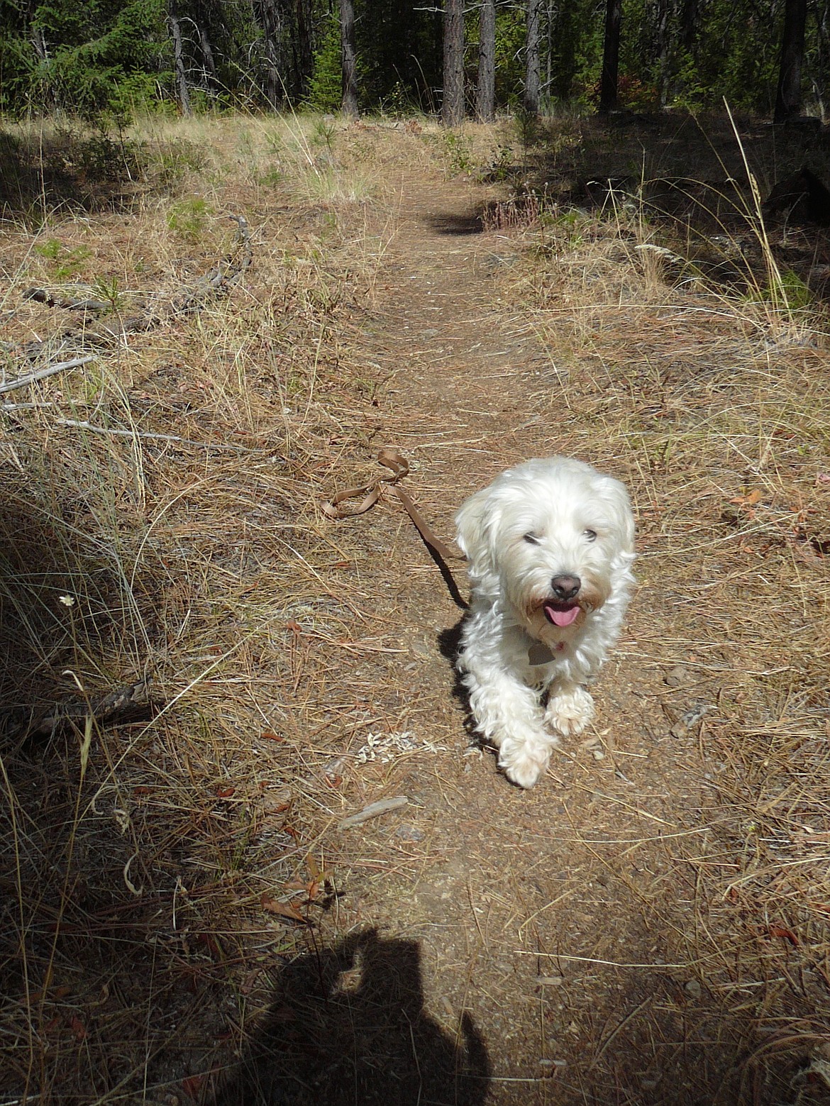 Journey follows a singletrack in the middle of Post Falls&#146; newest park, a 245-acre parcel recently purchased by the city for recreation purposes.