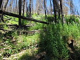 Snow Peak fire, good for wildlife