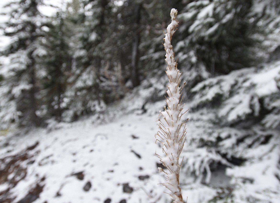 Snow covers beargrass near the top of Blacktail Mountain on Friday.