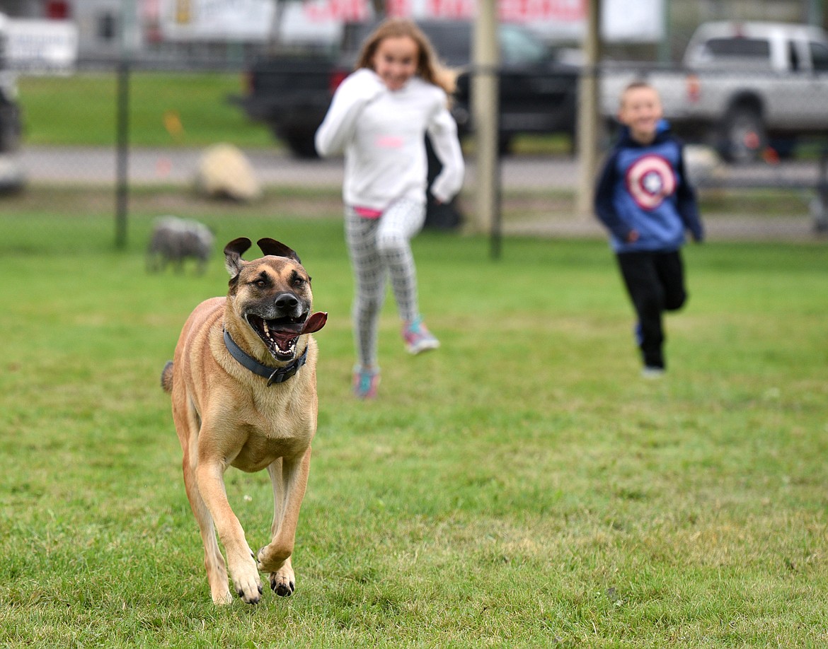 Scout runs as he is chased by Ena and Carson Herbert at the Begg Dog Park on Thursday. (Aaric Bryan/Daily Inter Lake)