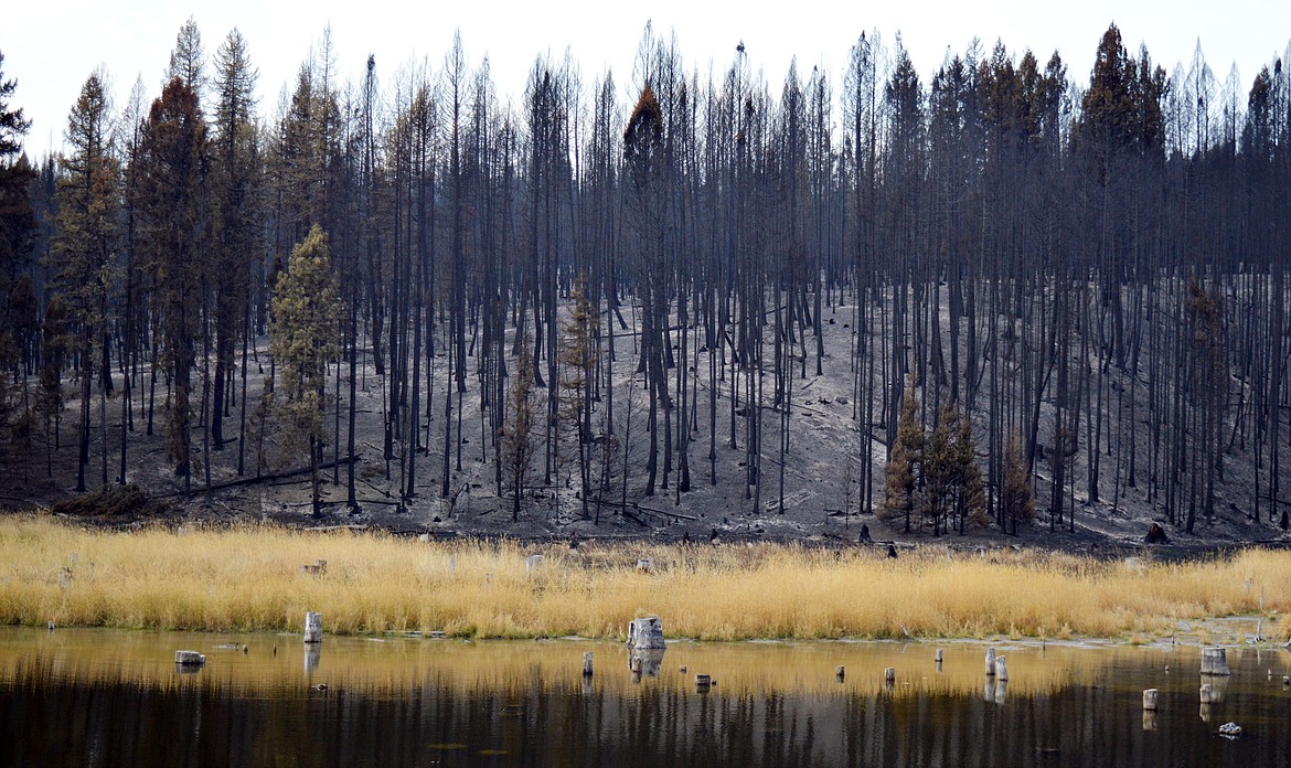A patch of burnt forest off West Kootenai Road destroyed in the Sept. 2-3 rapid spread of the Caribou Fire burning north of Eureka.
At least 10 homes in the area were destroyed over the two-day period.