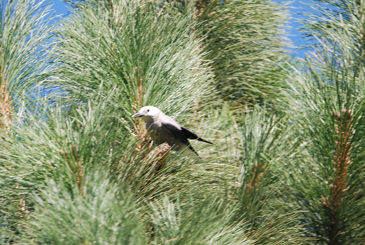 They&#146;re such a dapper bird &#151; all decked out in becoming black, blue-greys and whites that resemble a formal suit of clothes &#151; as if they are dressed for a special occasion.