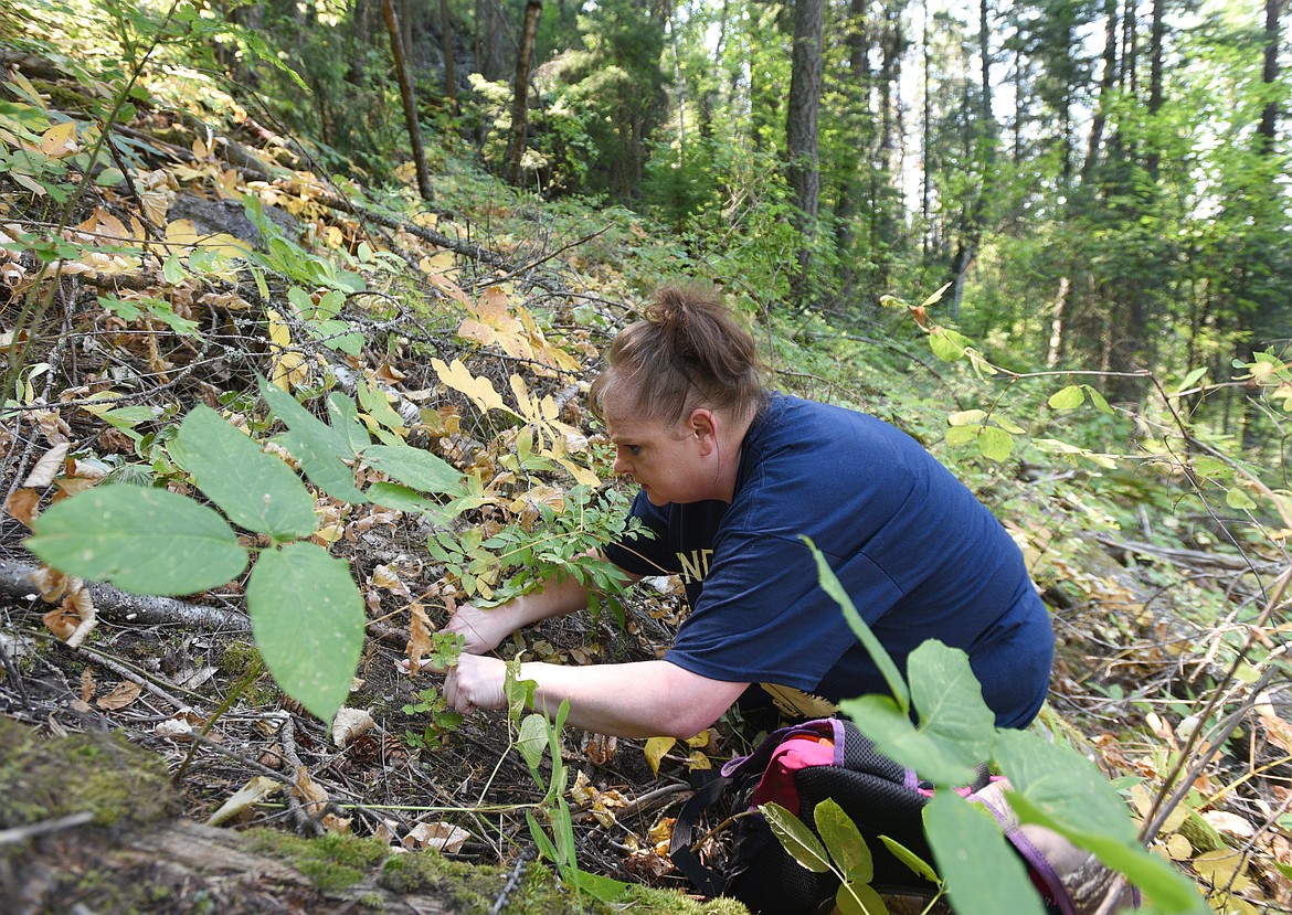 Misty Allabaugh inspects a track she found while hiking near Columbia Falls recently. (Aaric Bryan/Daily Inter Lake)