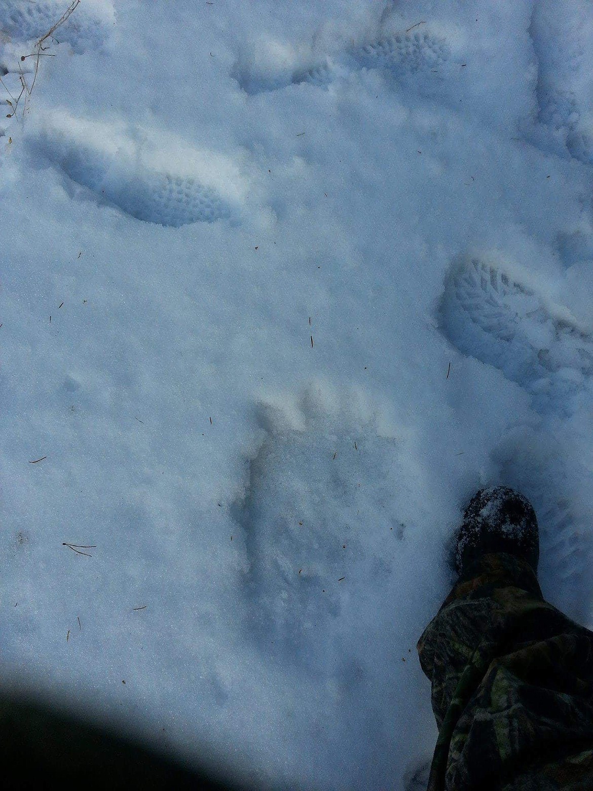 This photo was taken Jan. 16, 2014, in one of Misty Allabaugh&#146;s research areas in western Montana where she collects unusual hair samples and droppings in her ongoing search for Bigfoot.  (Photo courtesy of Misty Allabaugh)