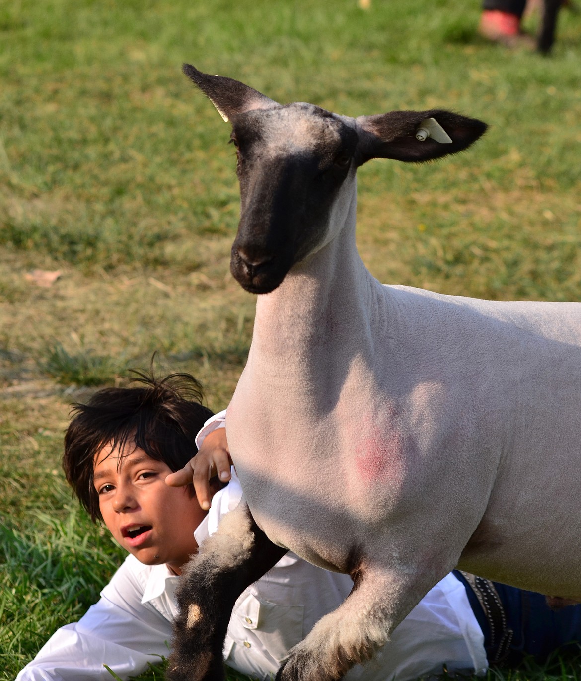 Southside Sparks Jacob Hutchins lamb is thinking of the wrong event while showing in the ring. (Erin Jusseaume/ Clark Fork Valley Press)