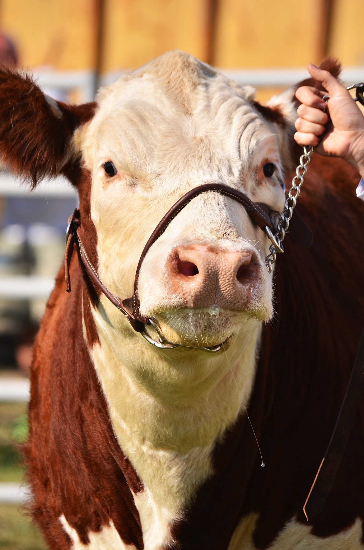 Just one of the stand out looking Steers that were showcased during the Sanders County Fair. (Erin Jusseaume/ Clark Fork Valley Press)