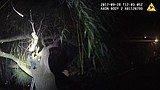 Alleged car thief arrested after hiding in tree house