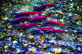 Fish the color of fire