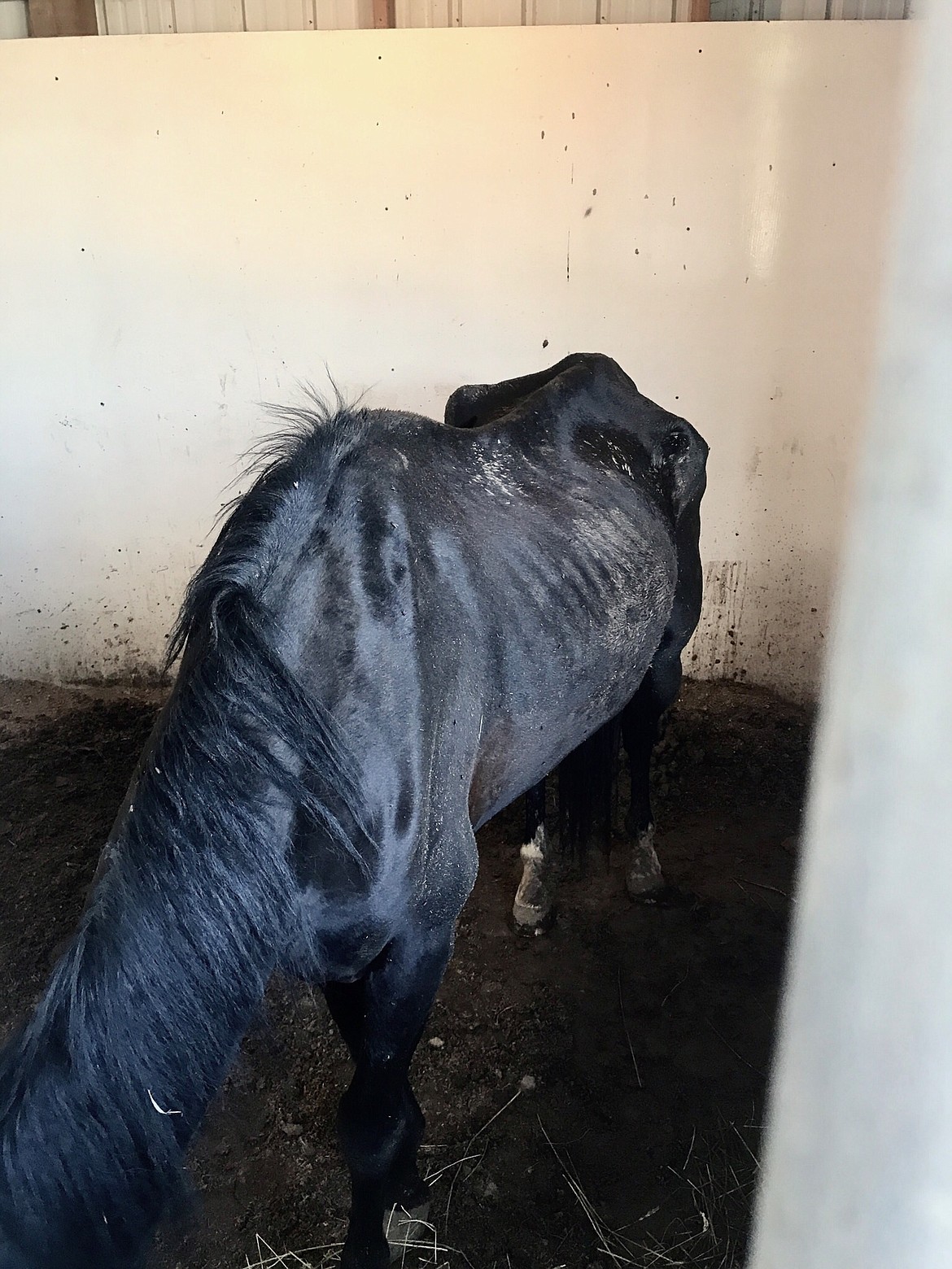 Photo by Wes Chapman
Dominos Raggedy Andy at Ruby Creek Stables, who did not survive long enough for rescue.