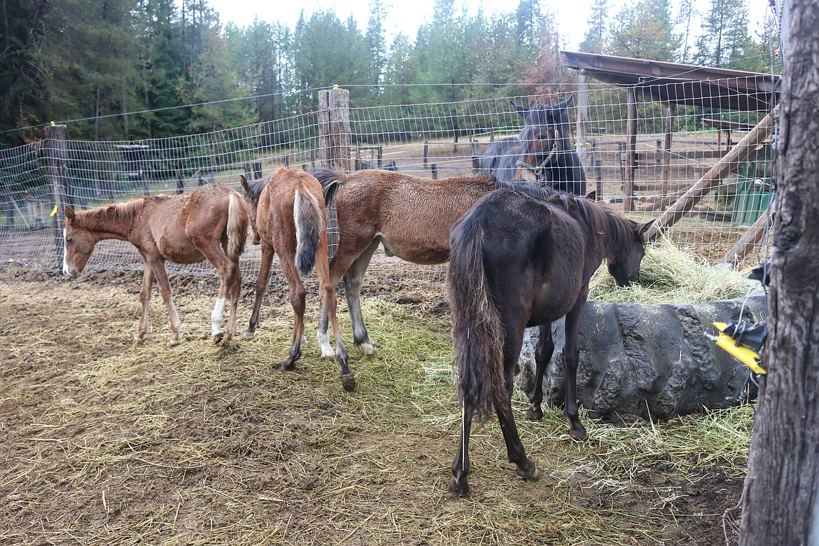 Photo by Mandi Bateman
The herd of weaned foals battle respitory infections, malnurtrition, and worms that cause the bloated bellies, in their foster home where they are now treated and fed five times a day.