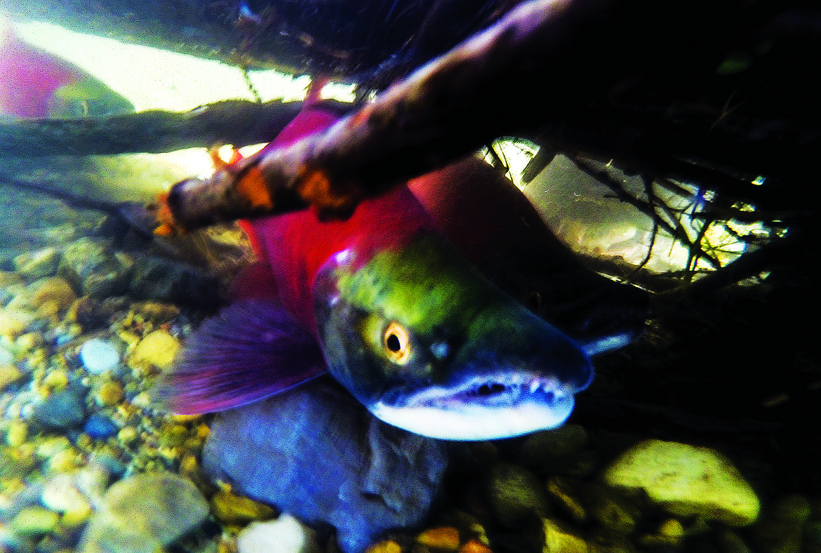 A male kokanee rests beneath a log in Mokins Creek before attempting its next swim through the shallow waters of the creek in 2014.