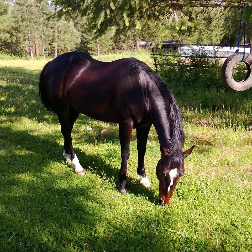 Photo by Pam Royer
The Quarter Horse stallion, Andy, was affectionately known as Pam Royer&#146;s lawn mower before he went to Ruby Creek Stables