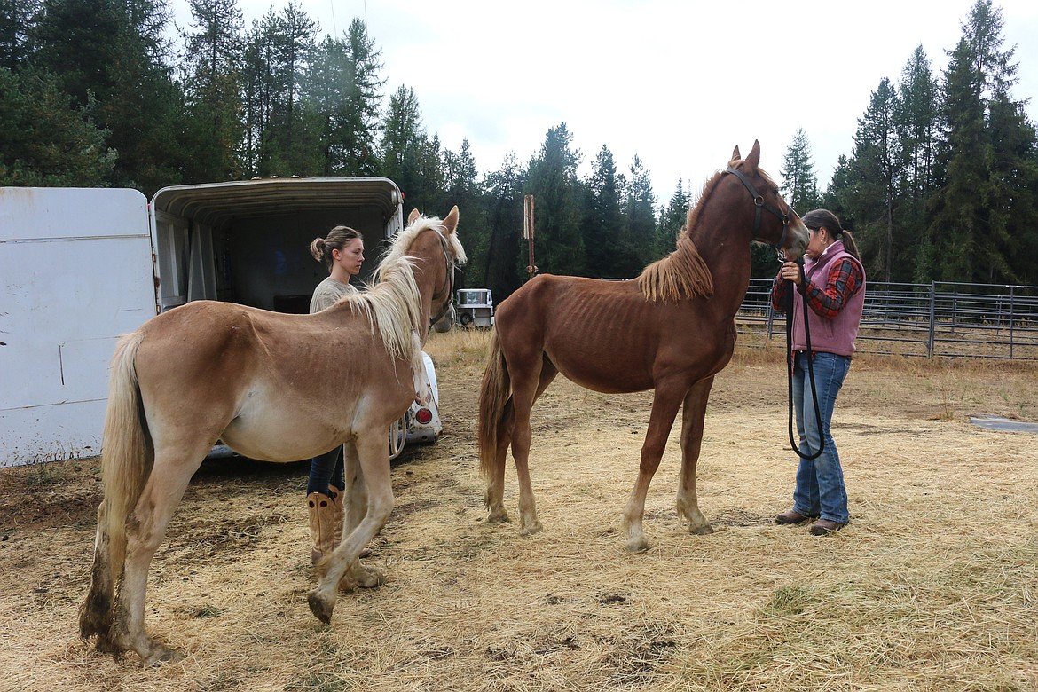 Photo by Mandi Bateman
The Belgian yearlings arrive to a safe haven after their rescue on September 20.