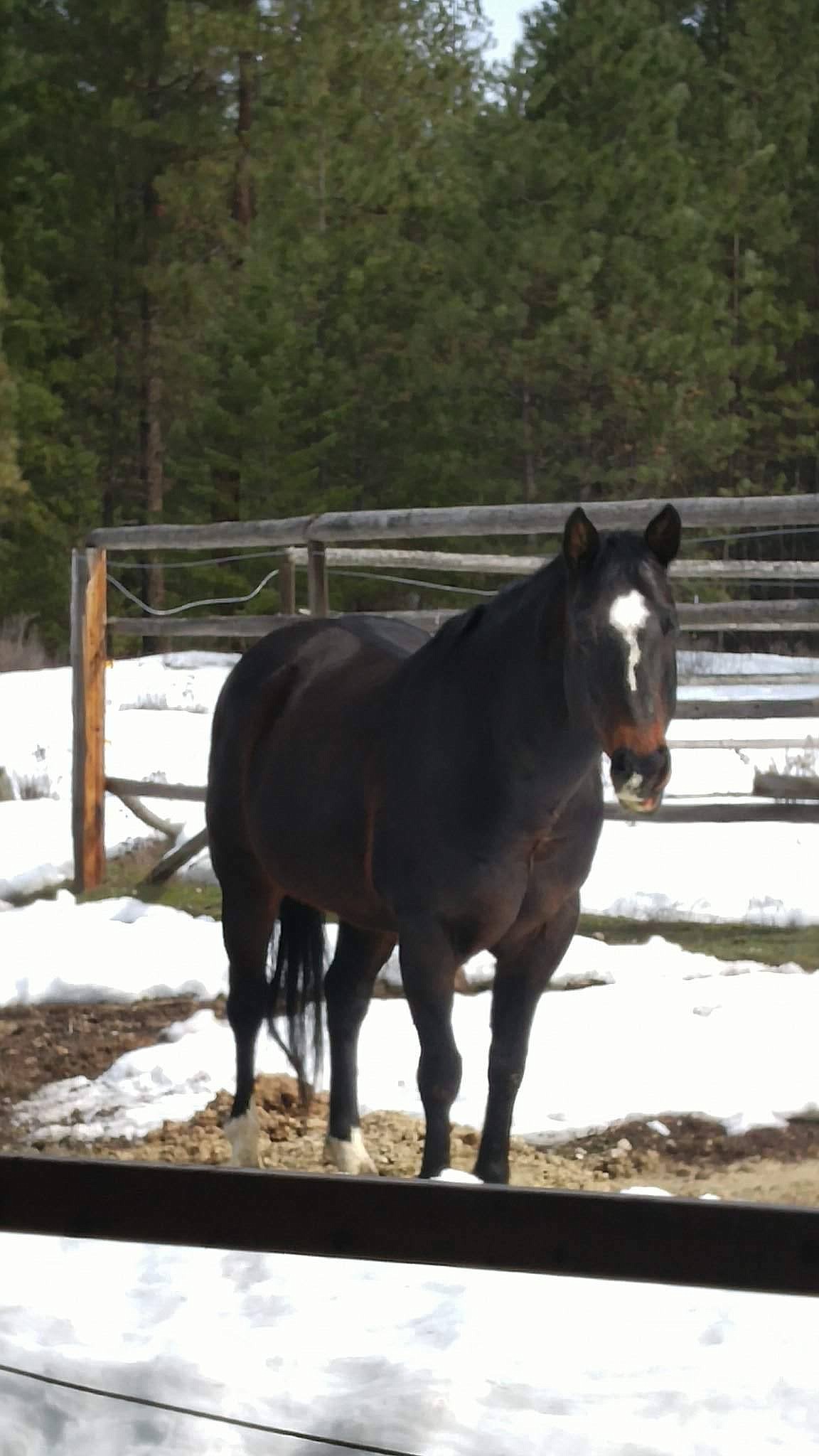 Photo by Pam Royer
Dominos Raggedy Andy, three weeks prior to going to his new home at Ruby Creek Stables in April 2017.