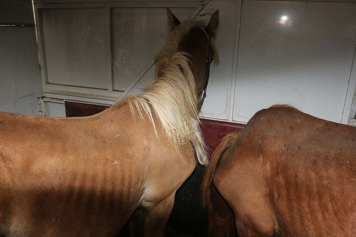 Photo by Mandi Bateman
The Begian yearlings are transported in a trailer by Dawn Tucker to a new life.