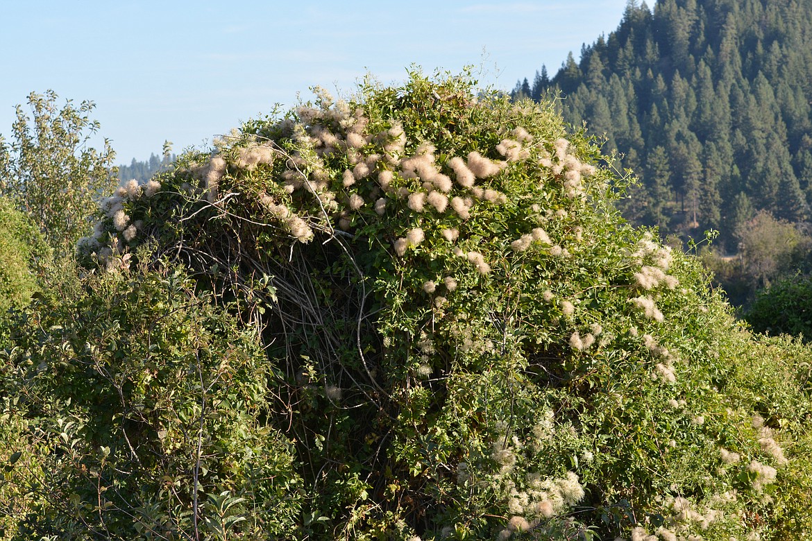 Photo by Don Bartling
The White Clematis abounds between Bonners Ferry and the Kootenai Wildlife Refuge along the Kootenai River.