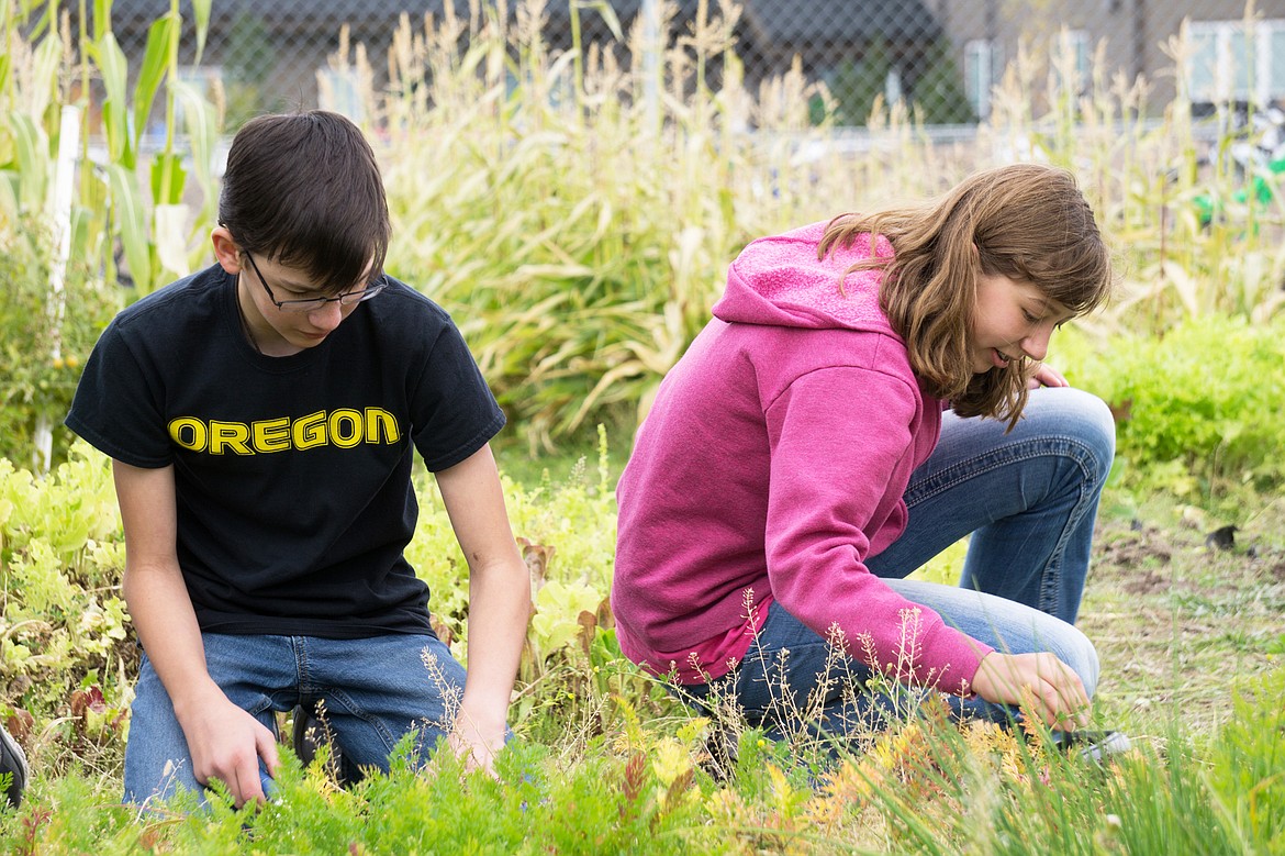 NAME and NAME kneel down in the dirt during the annual harvest of the Whitefish Lions Club garden. (Daniel McKay/Whitefish Pilot)