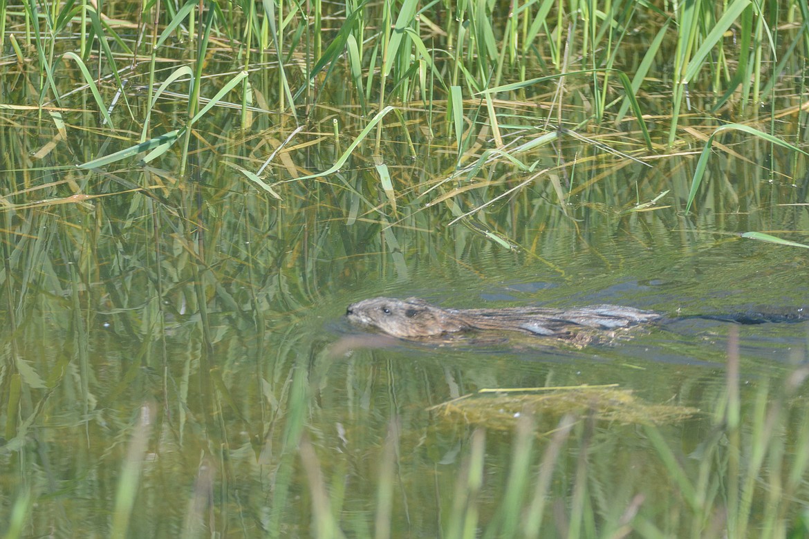 Photos by DON BARTLING
Muskrats are mainly vegetarians and consume about one-third of their weight every day.