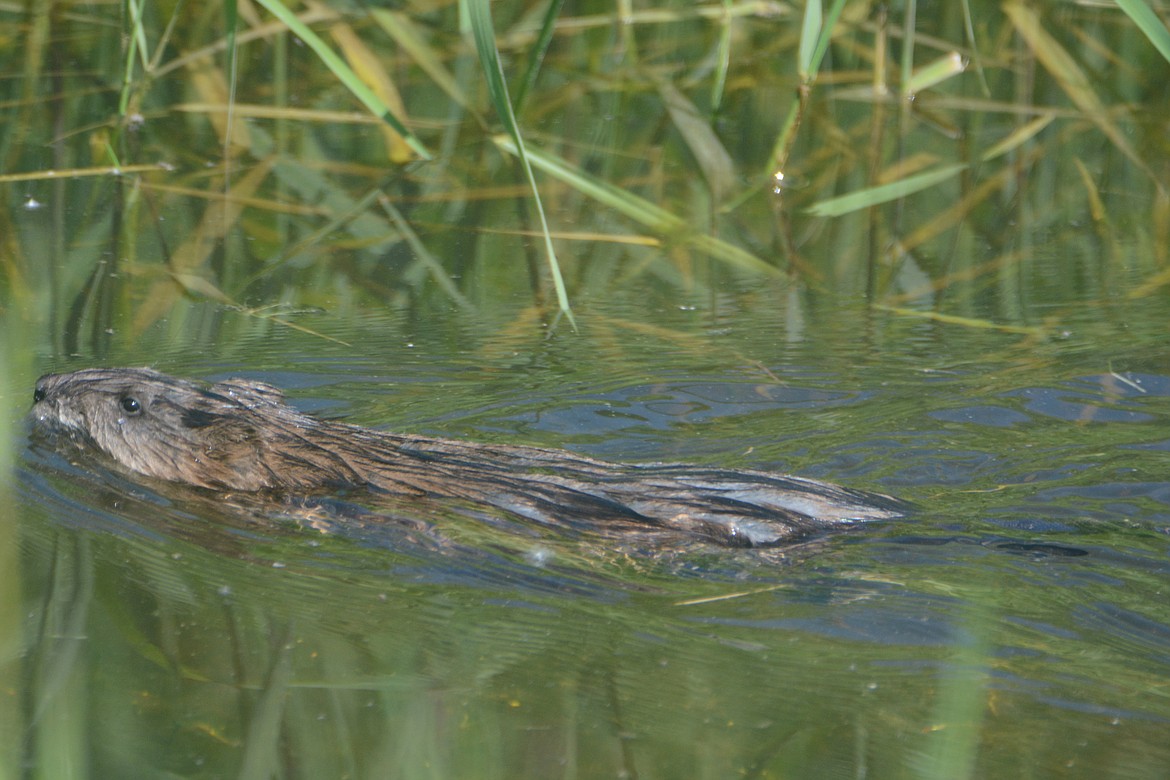 Photos by DON BARTLING
Muskrats are excellent swimmers and can evade many predators by escaping into water or into their burrows.