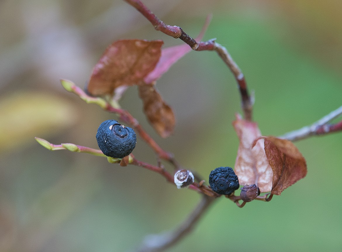 It was a good year for hucklberries in Glacier, despite the dry consitions, though the lower elevation berries are withering on the bushes.