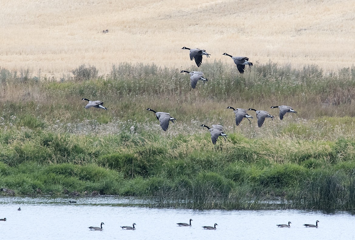 The ponds are also home to a host of other birds, like Canada geese. All told, more than 140 different species.