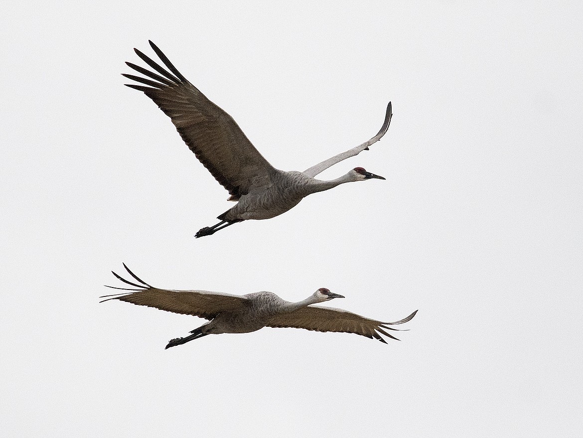 The cranes stage in the Flathead Valley each spring and fall en route to breeding or wintering grounds.