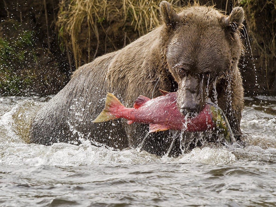 GOOGLE IMAGES
Nutrients from leftovers of salmon caught by bears help enrich the environment.