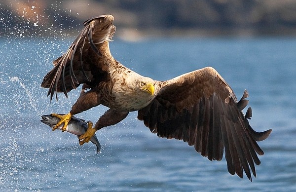 ANIMALIA-LIFE
Eagles love catching fish, including salmon.